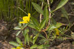 Creeping waterprimrose